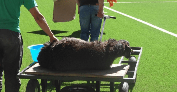 Освящению «Динамо» от функционера БПЦ далеко до самых дивных ритуалов футбола: там режут баранов, закапывают амулеты и даже мочатся посреди поля Освящению «Динамо» от функционера БПЦ далеко до самых дивных ритуалов футбола: там режут баранов, закапывают амулеты и даже мочатся посреди поля