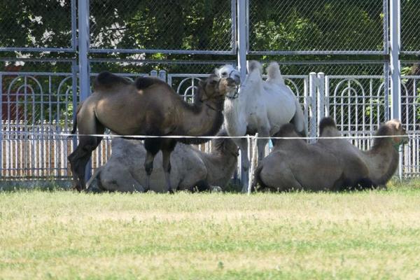 ﻿В Барановичах наконец-то открывают стадион: там пасли верблюдов, Кондратьев негодовал от газона, а после ремонта планировал играть «Рух» (но исчез раньше)