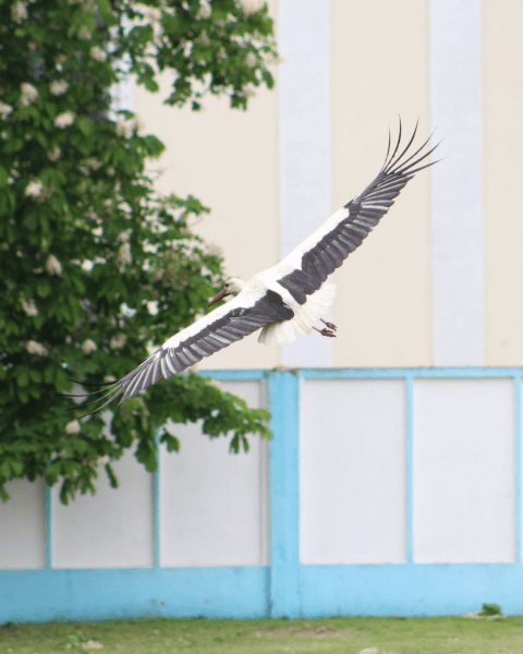 Красота дня: на поле в Малорите прилетел аист