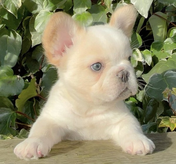 🐶Экс-чемпион НБА поднимает миллионы на французских бульдогах. Он утверждает, что цена на щенка доходит до 500 тысяч долларов