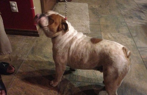 🐶Экс-чемпион НБА поднимает миллионы на французских бульдогах. Он утверждает, что цена на щенка доходит до 500 тысяч долларов