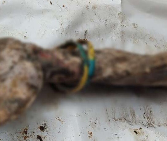 Сiмвалам расiйскiх катаванняў пад Харкавам стаў жоўта-блакітны бранзалет на руцэ забiтага – аказалася, гэта быў баксёр, якi абараняў Радзiму 8 гадоў