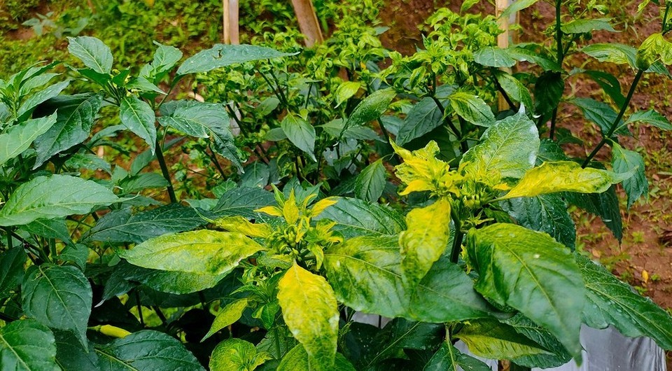 Грунт от ДабраБуд